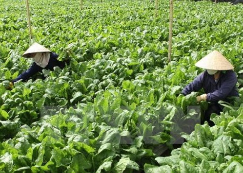 Phát triển nông nghiệp chất lượng cao được xem là tiềm năng của Việt Nam. ảnh minh họa: TTXVN. Phát triển nông nghiệp chất lượng cao được xem là tiềm năng của Việt Nam. ảnh minh họa: TTXVN.