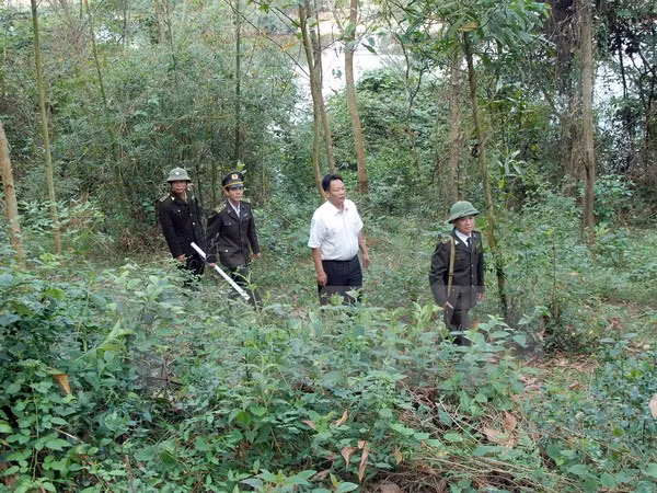 Chính phủ ban hành nhiều chính sách thuận lợi cho phát triển, bảo vệ rừng. ảnh: TTXVN.