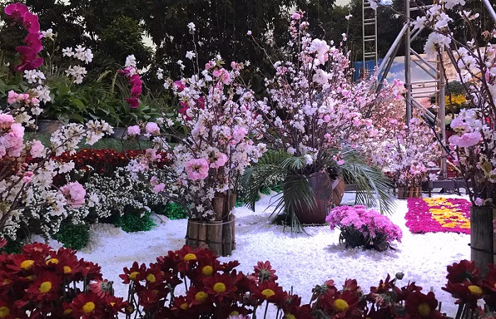 Những cành Anh Đào được sắp đặt tinh tế, khơi gợi cho người xem nhiều hứng thú.