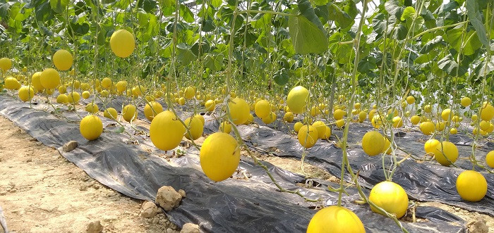 Các sản phẩm nông nghiệp sạch tại trang trại giáo dục được kiểm tra mức độ an toàn vệ sinh an toàn thực phẩm tại Trung tâm phân tích chứng nhận T-lab của Công ty cổ phần Thiết bị và Hóa chất Thăng Long. Ảnh của Xuân Thiên. Các sản phẩm nông nghiệp sạch tại trang trại giáo dục được kiểm tra mức độ an toàn vệ sinh an toàn thực phẩm tại Trung tâm phân tích chứng nhận T-lab của Công ty cổ phần Thiết bị và Hóa chất Thăng Long. Ảnh của Xuân Thiên.