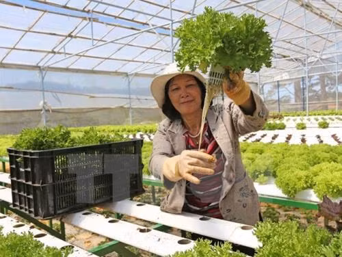 Nông nghiệp công nghệ cao được tạo điều kiện thuận lợi để phát triển. ảnh minh họa: TTXVN.