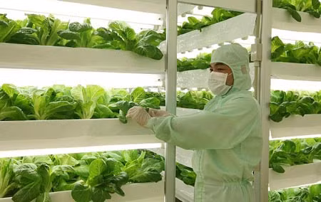 Thủ tướng yêu cầu tập trung xây dựng nền nông nghiệp chất lượng cao. ảnh: báo đầu tư.