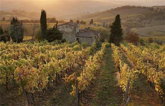 Một nông trại trồng nho và cây oliu ở Italy Một nông trại trồng nho và cây oliu ở Italy