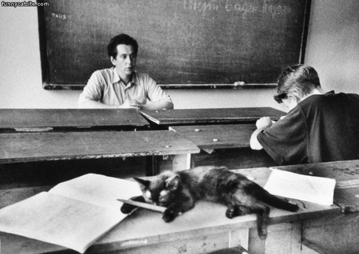 Ai bảo mèo ko biết cầm bút, học bài chứ? Ai bảo mèo ko biết cầm bút, học bài chứ?