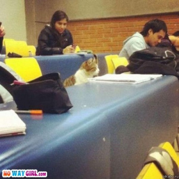 Nghe giảng chăm chú ghê. Nghe giảng chăm chú ghê.