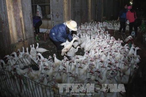 Thủ tướng chỉ đạo tập trung phòng chống cúm gia cầm có khả năng lây sang người. ảnh minh họa: TTXVN. Thủ tướng chỉ đạo tập trung phòng chống cúm gia cầm có khả năng lây sang người. ảnh minh họa: TTXVN.