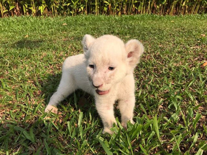 Sư tử con thích thú được tắm nắng trong khuôn viên Vinpearl Safari. Sư tử con thích thú được tắm nắng trong khuôn viên Vinpearl Safari.