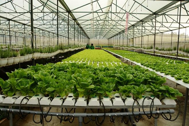 Chính phủ chỉ đạo dành nguồn lực phát triển nông nghiệp công nghệ cao, nông nghiệp sạch. ảnh: vineco. Chính phủ chỉ đạo dành nguồn lực phát triển nông nghiệp công nghệ cao, nông nghiệp sạch. ảnh: vineco.