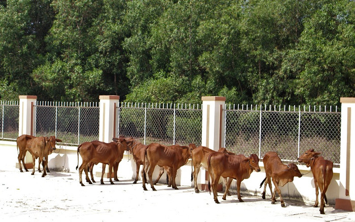 Masan Nutri-Science tặng 30 con bò giống cho người nghèo tỉnh Long An.