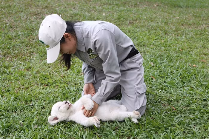 Sư tử trắng thích thú khi được nhân viên Vinpearl Safari đưa đi tắm nắng, chơi đùa