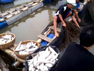 Chỉ trong một đêm nhiều hộ dân tại xã Hải Thanh, Hải Bình (Tĩnh Gia) đã thiệt hại tiền tỷ do có lồng chết hàng loạt Chỉ trong một đêm nhiều hộ dân tại xã Hải Thanh, Hải Bình (Tĩnh Gia) đã thiệt hại tiền tỷ do có lồng chết hàng loạt