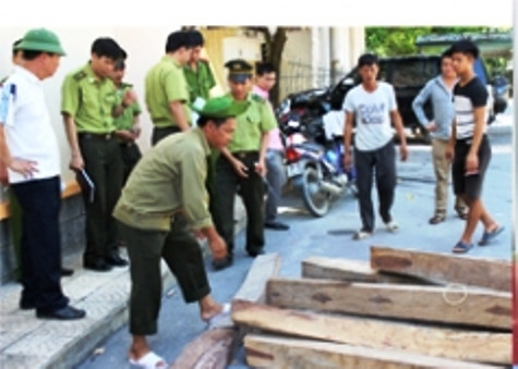 Số gỗ Giáng Hương được cơ quan chức năng thu giữ Số gỗ Giáng Hương được cơ quan chức năng thu giữ