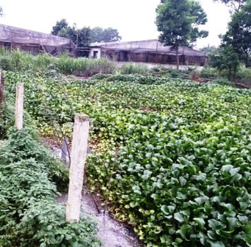 Bèo tây trong khu vực nước thải cũng dần úa vàng vì ô nhiễm Bèo tây trong khu vực nước thải cũng dần úa vàng vì ô nhiễm