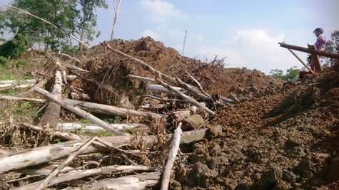 Nhiều gốc bạch đàn lâu năm bị chặt hạ khi thi công dự án tiêu úng Đông Sơn (ảnh: Quốc Toản)