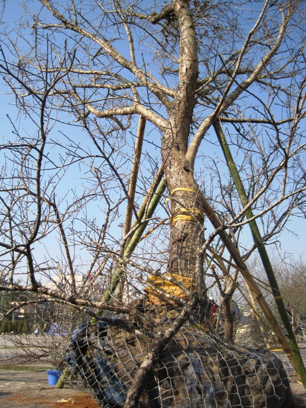 cây đào hơn 50 năm tuổi được hét giá 100 triệu đồng cây đào hơn 50 năm tuổi được hét giá 100 triệu đồng