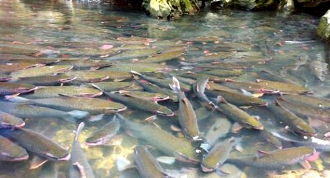 Cá thần chen chúc nhau bơi vào hang Cá thần chen chúc nhau bơi vào hang