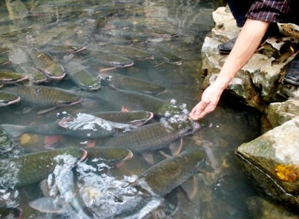 ...đồng thời tỏ ra thân thiện khi gặp du khách ...đồng thời tỏ ra thân thiện khi gặp du khách