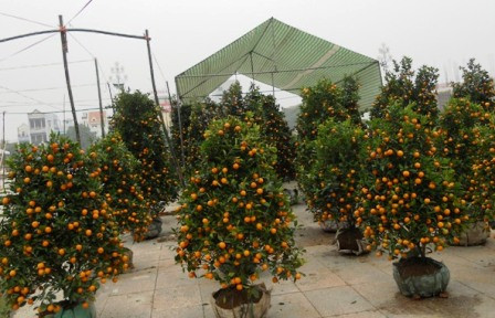 Bên cạnh cây đào, mai, hàng trăm gốc quất cũng được chủ hàng bày bán tại hội chợ