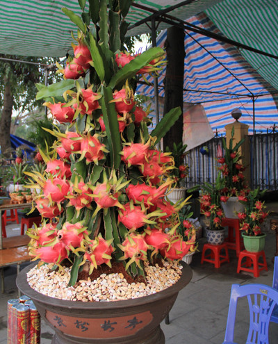 Cây thanh Long được chủ hàng phát giá 10 triệu đồng