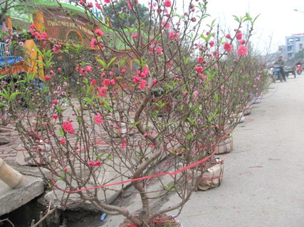 Nhiều gốc đào có hình dáng đẹp được chào bán với giá từ 300 - 500 nghìn đồng 1 cây