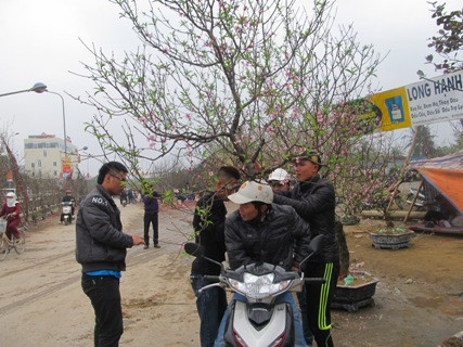 Đào vẫn là mặt hàng cây cảnh chủ lực được nhiều khách hàng lựa chọn