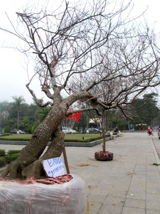 Cây đào Long cuộn với tuổi đời 15 năm được chủ hàng phát giá 65 triệu đồng