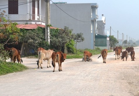 Bò nhỏn nhơ trong Khu Công nghiệp và Đô thị Hoàng Long Bò nhỏn nhơ trong Khu Công nghiệp và Đô thị Hoàng Long