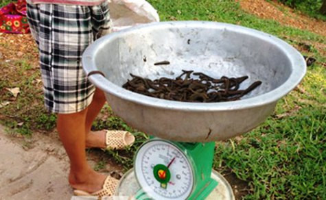 1kg đỉa được đầu nậu thu mua với giá từ 500.000 – 600.000 đồng. 1kg đỉa được đầu nậu thu mua với giá từ 500.000 – 600.000 đồng.