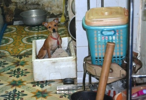 Chung cư còn là nơi ở của....chó