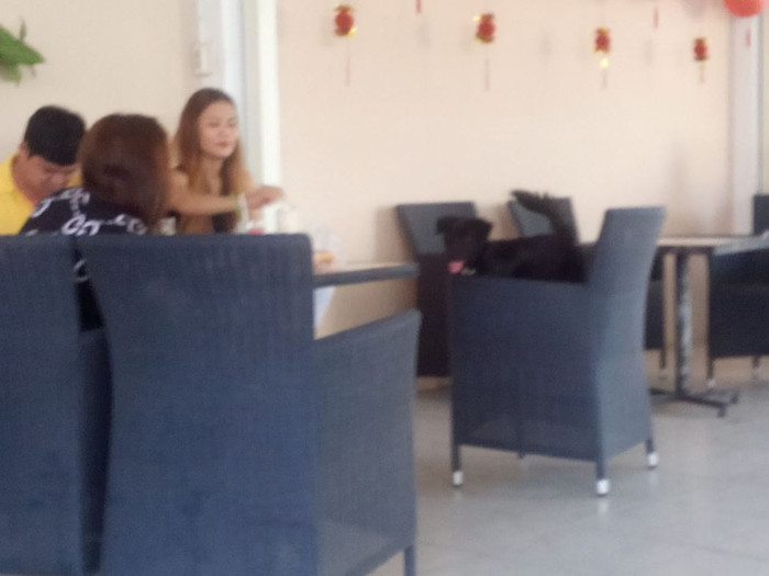 Chú chó đã được cưng chiều quá thái ở nơi đông người (Ảnh: Thanh An) Chú chó đã được cưng chiều quá thái ở nơi đông người (Ảnh: Thanh An)