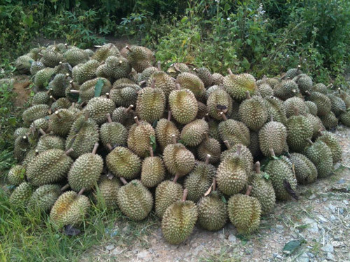 Sầu riêng non được thương lái thu mua giá cao.