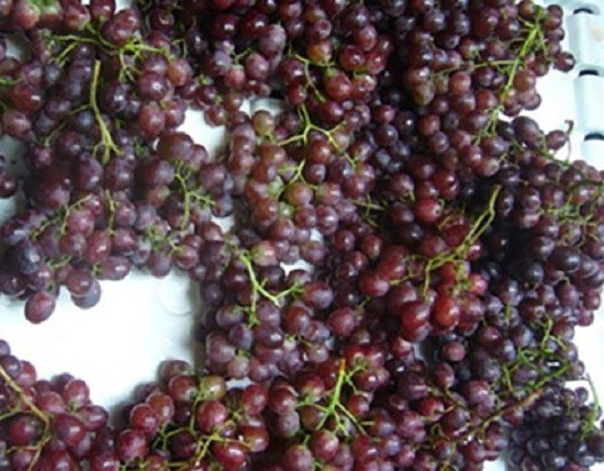 Nho đỏ Trung Quốc trái to, vỏ mỏng. Ảnh: Nguyễn Quân. Nho đỏ Trung Quốc trái to, vỏ mỏng. Ảnh: Nguyễn Quân.