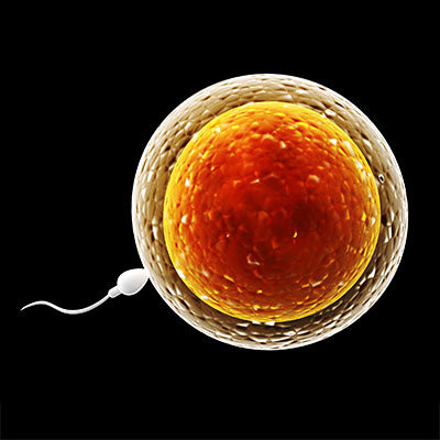 Hình ảnh về chu kỳ của ngày rụng trứng. Hình ảnh về chu kỳ của ngày rụng trứng.