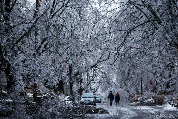 Rừng cây được bọc trong băng trắng xóa ở Toronto. Rừng cây được bọc trong băng trắng xóa ở Toronto.