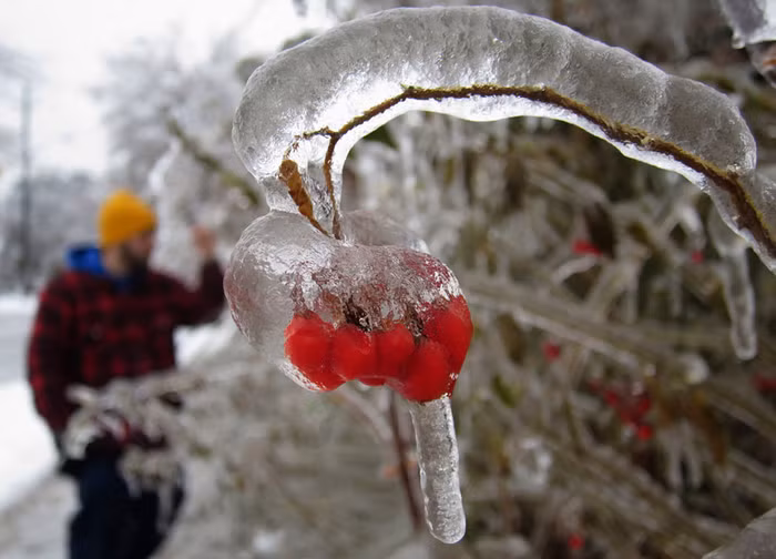 Băng giá bọc quanh thân cây và quả ở Toronto.