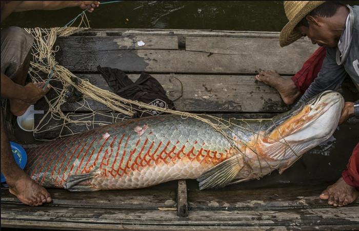 Một con cá hổ lọt lưới được đưa lên xuồng.