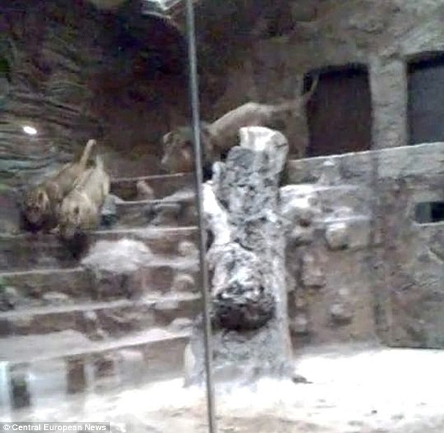 Arco đuổi hai con sư tử các cùng chuồng đi chỗ khác trước khi vụ tấn công xảy ra.