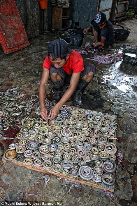 Hàng trăm con rắn lớn nhỏ bị giết trong mỗi công xưởng ở Indonesia mỗi ngày. Hàng trăm con rắn lớn nhỏ bị giết trong mỗi công xưởng ở Indonesia mỗi ngày.