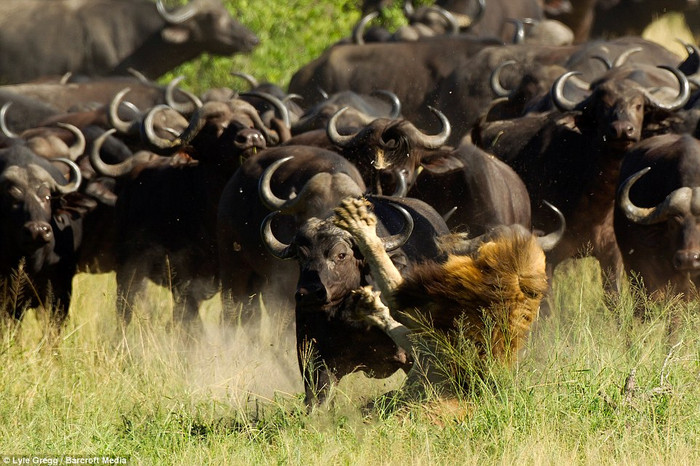 Có lúc nó cố nép mình xuống dưới đám cỏ cao để ẩn náu nhưng vẫn nhanh chóng bị phát hiện.