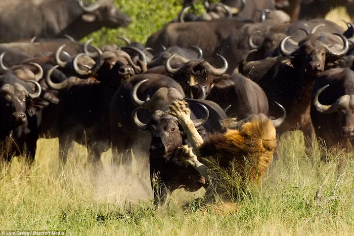 Có lúc nó cố nép mình xuống dưới đám cỏ cao để ẩn náu nhưng vẫn nhanh chóng bị phát hiện.