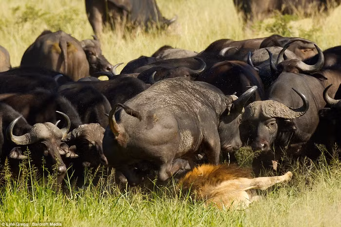 Lyle Gregg khẳng định con sư tử đã chết sau vụ tấn công.