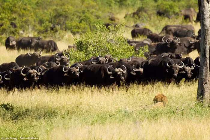 Con sư tử đi một mình đã cố gắng tránh xa đàn trâu rừng lớn đang tập trung trên đồng cỏ.