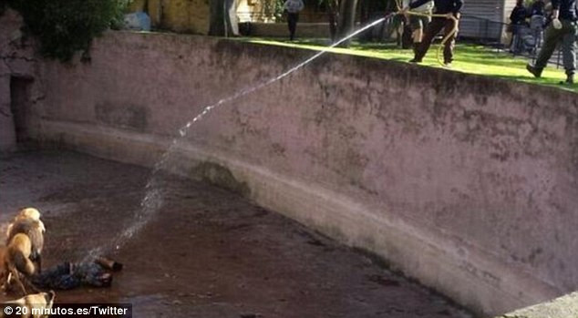 Các nhân viên sở thú dùng vòi nước để xua đuổi lũ sư tử ngừng cào xé trước khi đưa được Jose ra ngoài. Các nhân viên sở thú dùng vòi nước để xua đuổi lũ sư tử ngừng cào xé trước khi đưa được Jose ra ngoài.