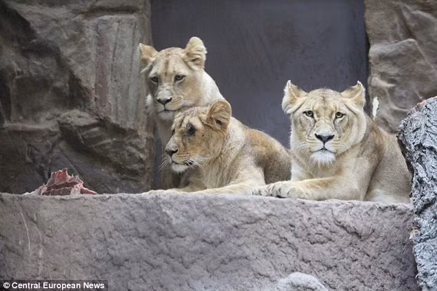 Ba con sư tử cái cùng chuồng với Arco trước vụ tấn công.