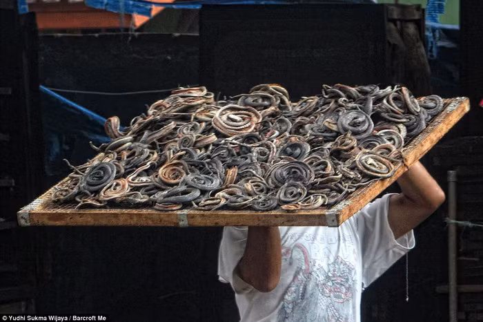 Thịt rắn được cuộn tròn và phơi khô sau khi lột da. Thịt rắn được cuộn tròn và phơi khô sau khi lột da.