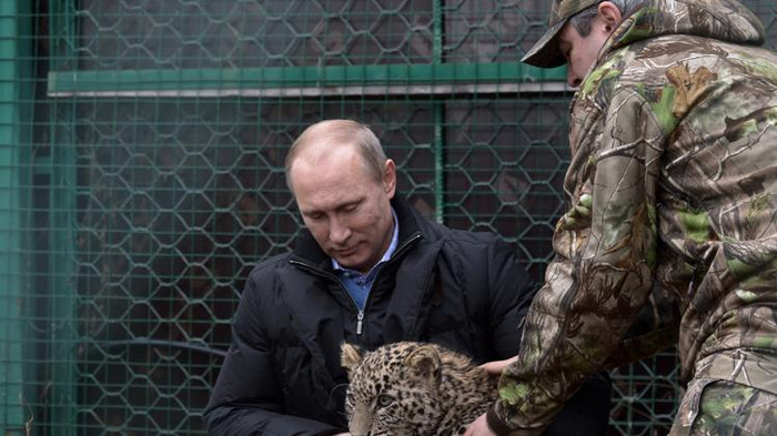 Tổng thống Putin chơi với báo tuyết. Tổng thống Putin chơi với báo tuyết.