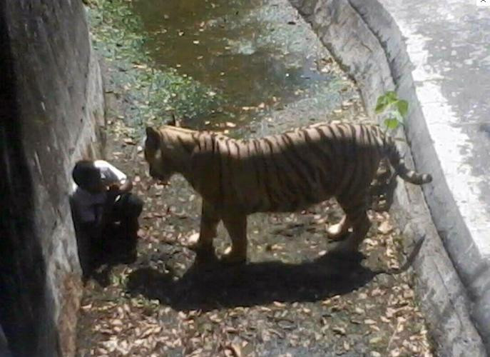 Nam sinh viên đã rất hoảng hốt, nép người vào sát tường khi con hổ tiến tới gần. Nam sinh viên đã rất hoảng hốt, nép người vào sát tường khi con hổ tiến tới gần.