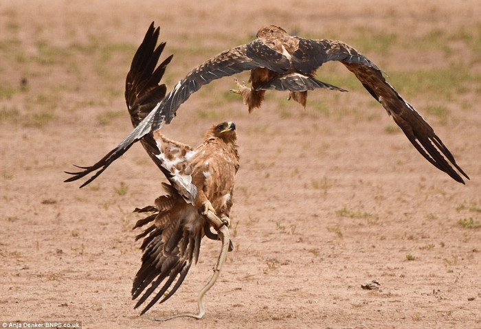 Con đại bàng giữ chặt con mồi nó vừa săn được. Con đại bàng giữ chặt con mồi nó vừa săn được.