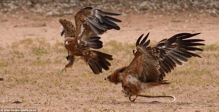 Chặn đầu cướp mồi Chặn đầu cướp mồi