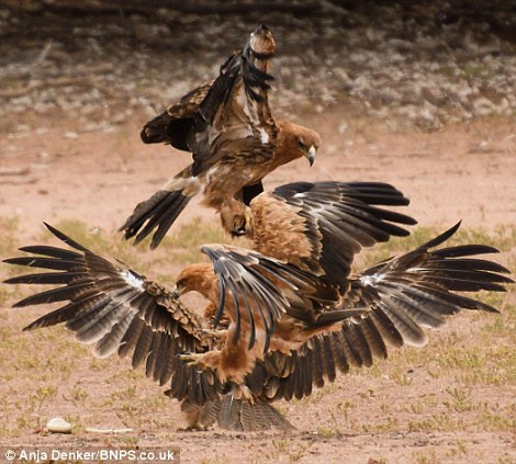 Hai con đại bàng nhào vào cướp con rắn hổ mang của đồng loại. Hai con đại bàng nhào vào cướp con rắn hổ mang của đồng loại.